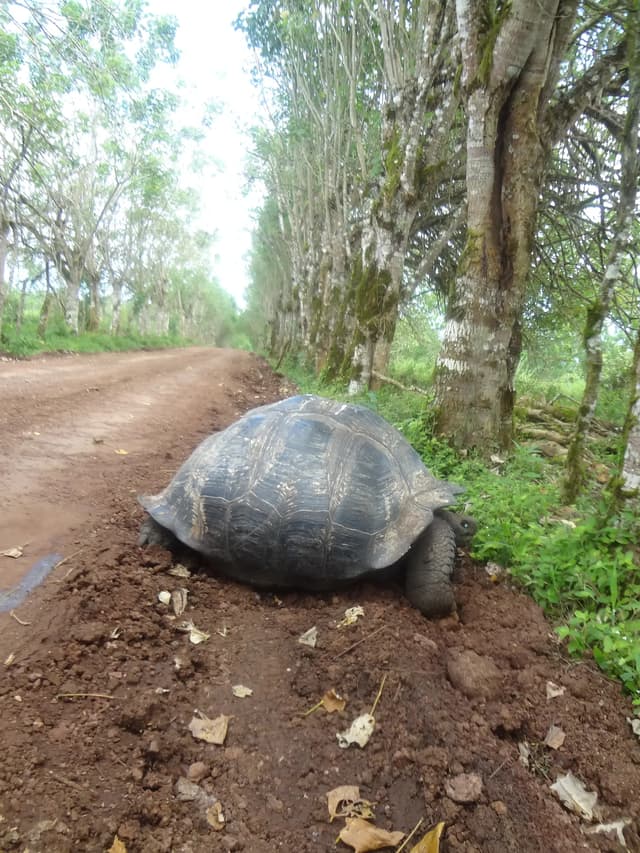 Tortuga gigante caminando en la reserva El Chato, isla Santa Cruz