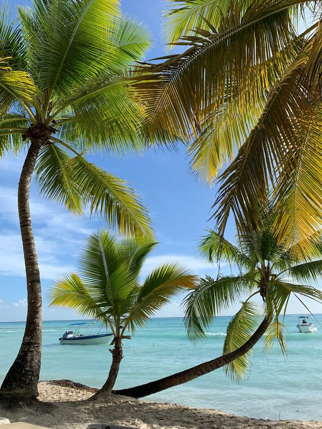 Palm trees beside the Caribbean Sea in Punta Cana