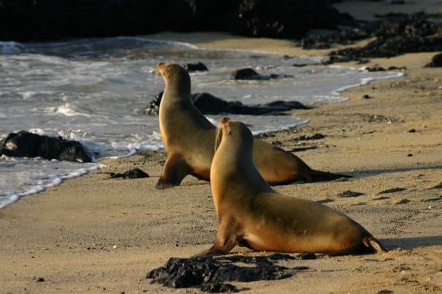 Galápagos sea lions resting on Isabela Island